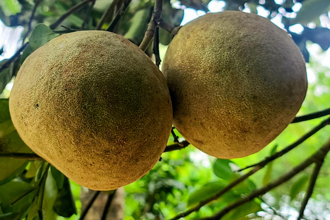 Zanzibar : visite des délices d'épices