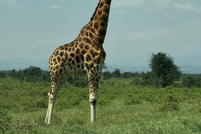 Nairobi National Park 5-Hour Game Drive Morning or Afternoon