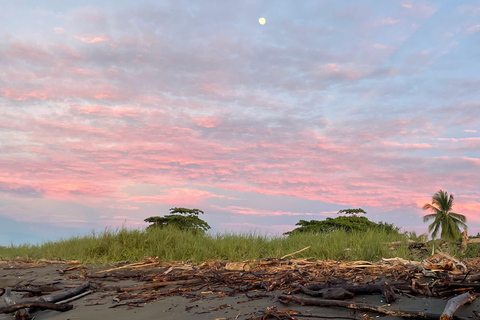 Isla Cañas: Newborn Turtle Release Tour with Breakfast
