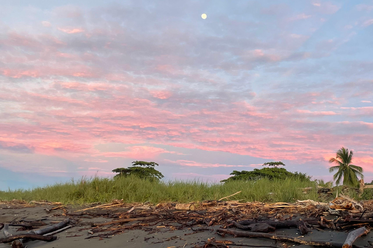 Isla Cañas: Newborn Turtle Release Tour with Breakfast