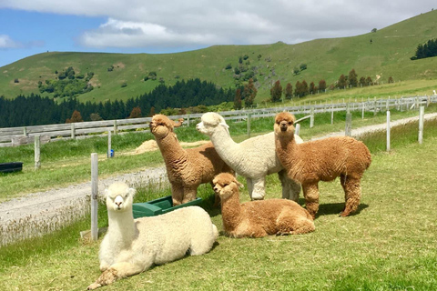 From Baku: Day Tour with Gabala Tufandag and Alpaca Farm Private Gabala–Tufandag Alpaca Farm Tour (Up to 7 Guests)