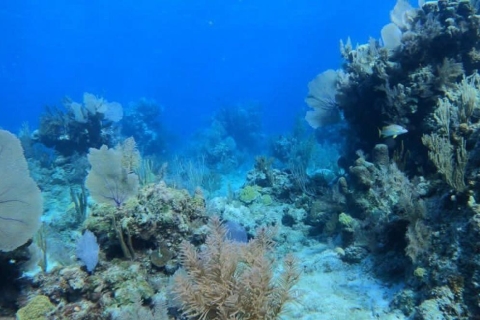 Beste rondleiding! Drie haltes - snorkelenAll-inclusive: snorkel- en strandtour bij Rose Island Reef