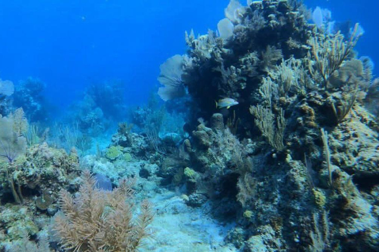 007-Mañana Todo Incluido Nadar con Cerdos en la Isla Rosa007 Todo Incluido-Nadar con cerdos en la Isla Rosa