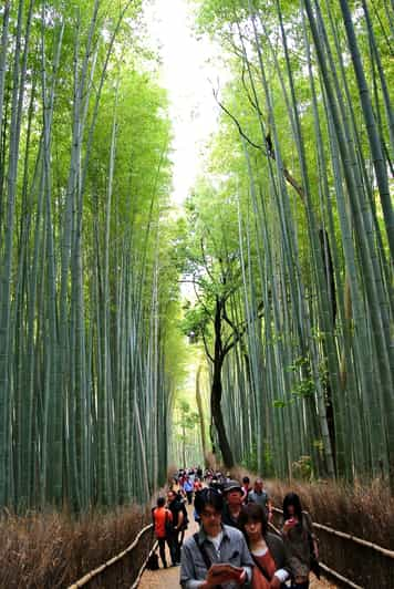 Kyoto: Arashiyama Bamboo Forest & Monkey Park Walking Tour | GetYourGuide