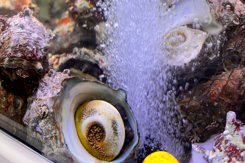 Desde Jeju: excursión a sitios de la UNESCO