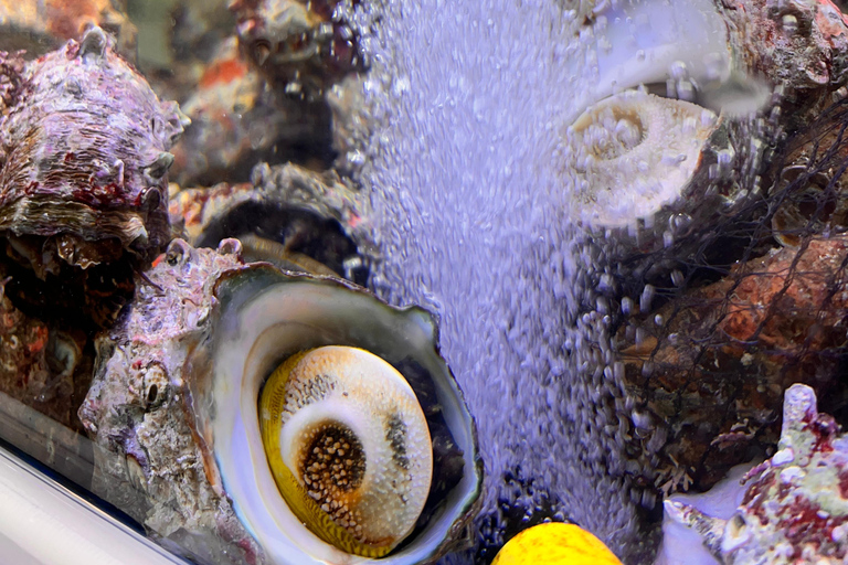 Desde Jeju: excursión a sitios de la UNESCO