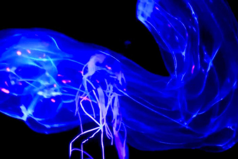 Baden-Baden Adventure: Neon Bubble Show with UV Flashlights