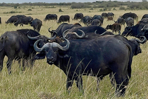 Pół dnia Nairobi - park narodowy, centrum słoni i żyraf