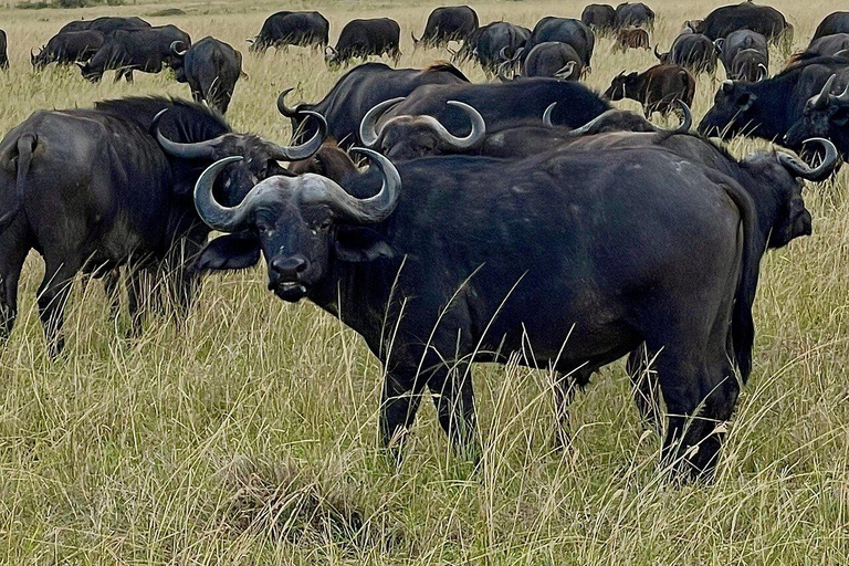 Pół dnia Nairobi - park narodowy, centrum słoni i żyraf