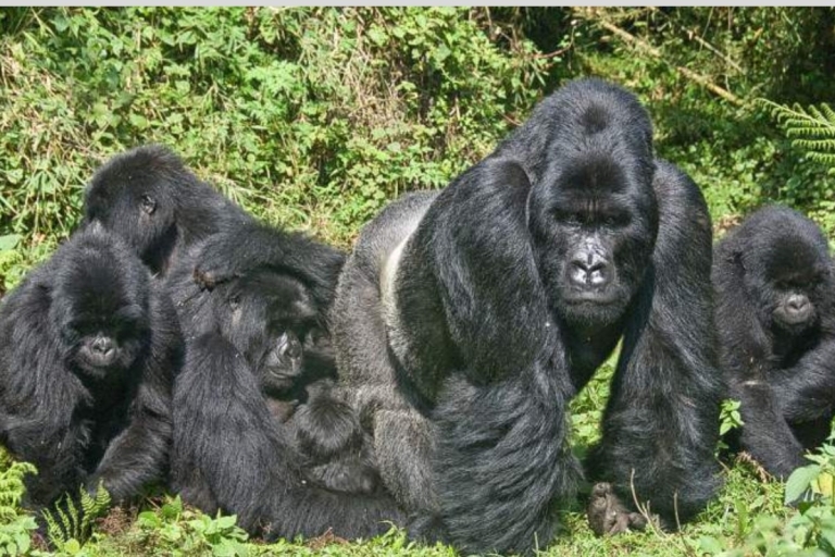 From Kigali Rwanda Gorilla tracking Day-trip