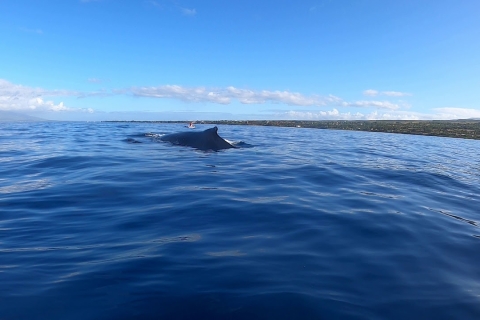 Dolfijnen, walvissen, snorkelen en lunchen op het eiland Benitiers