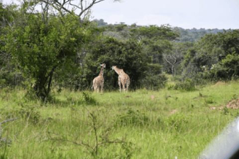 Kampala: 3-Day Lake Mburo National Park Safari