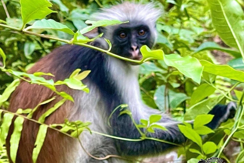 Wycieczka z delfinami Mnemba, las Jozani i restauracja The RockMiejsce zbiórki wyłącznie w Mnemba Transfer Point