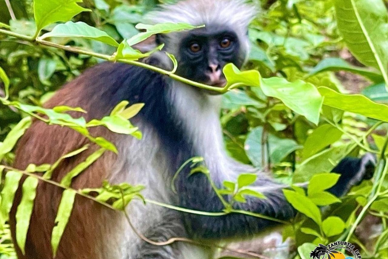 Wycieczka z delfinami Mnemba, las Jozani i restauracja The RockMiejsce zbiórki wyłącznie w Mnemba Transfer Point