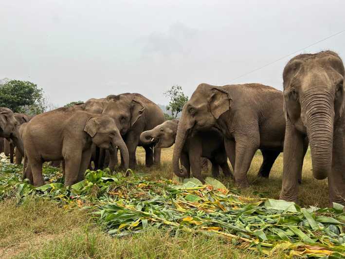 Chiang Mai: Neues Elefantenheim Elefantenpflegeprogramm