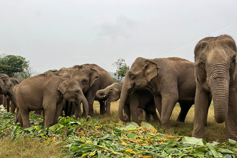 Chiang Mai : Nouvelle maison des éléphants Programme de soins aux éléphantsAvec transfert depuis la ville de Chiang Mai