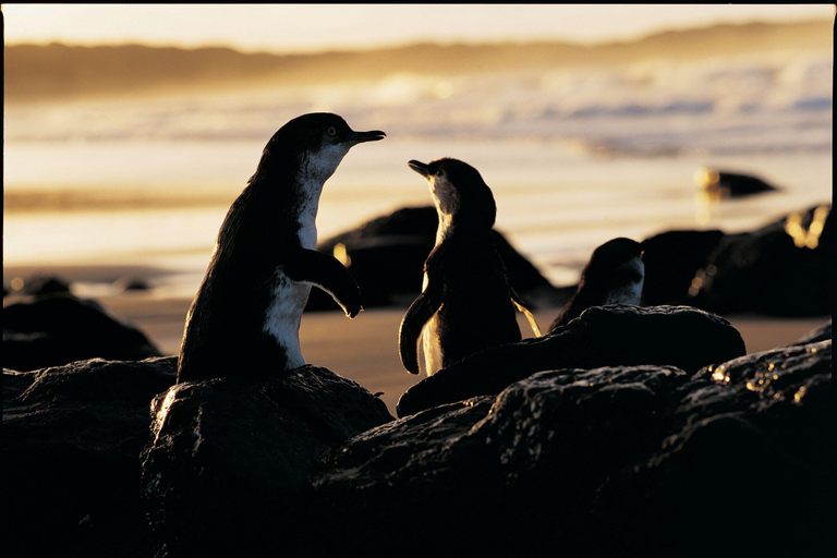 Luxury Phillip Island Tour for Families & Explorers 10 Max