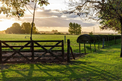 从布宜诺斯艾利斯出发：埃尔翁布德阿雷科（含接送服务）从布宜诺斯艾利斯出发：阿雷科的奥姆布树，含接送服务