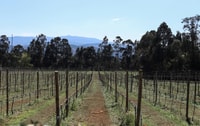 Exclusive 5-wine tasting - Housity