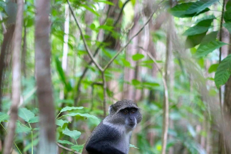 Zanzibar: Jozani Forest Red Colobus Monkey Walking Tour Private tour without hotel transfer