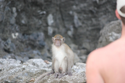 Ko Phi Phi Don: Tagestour mit Speedboat und Hai-Schnorcheln