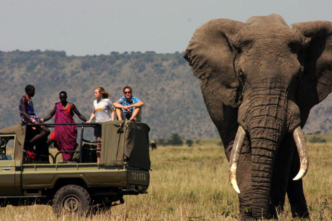 Half-day Tala Game Reserve & Lion Park Safari from Durban