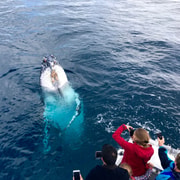 Kalbarri Whale Watching Tour