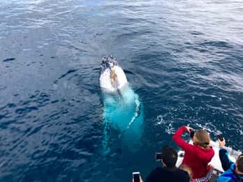 Kalbarri Whale Watching Tour