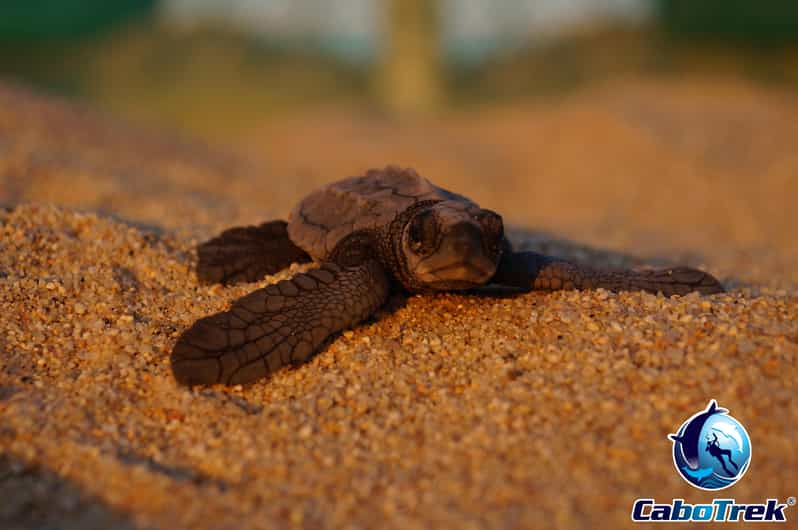 Sea selling Turtle Kemp's Ridley Tortoise Loggerhead Baby Sea Turtle Business Card Holder