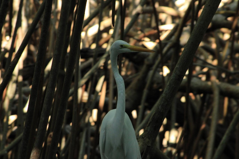 From Puerto Escondido: Day Trip to Chacahua National Park