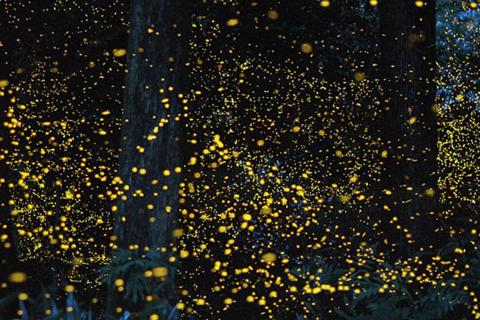 Iwahig Firefly Watching Tour| Puerto Princesa - Image 2