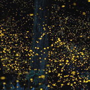 Iwahig Firefly Watching Tour| Puerto Princesa