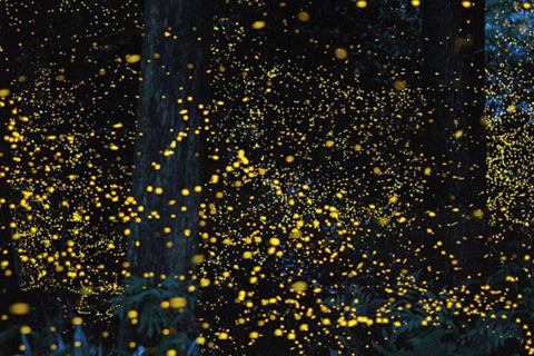 Iwahig Firefly Watching Tour| Puerto Princesa