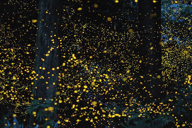 Iwahig Firefly Watching Tour| Puerto Princesa