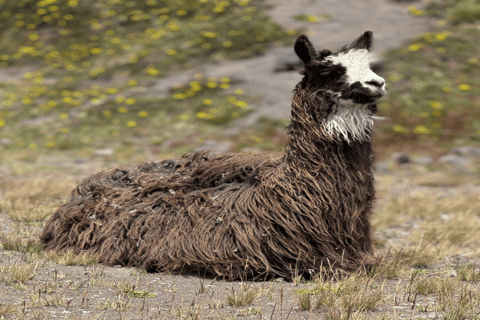 Vulkan Cotopaxi und Papallacta Hot Springs - an einem TagLimpiopungo Lagune und Papallacta Hot Springs Tour