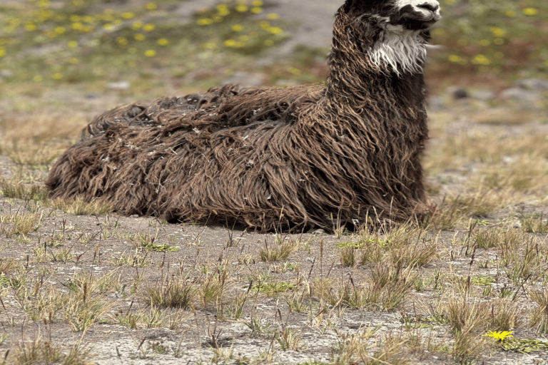 Vulkanen Cotopaxi och Papallacta Hot Springs - på en dagLimpiopungo lagun och varma källor