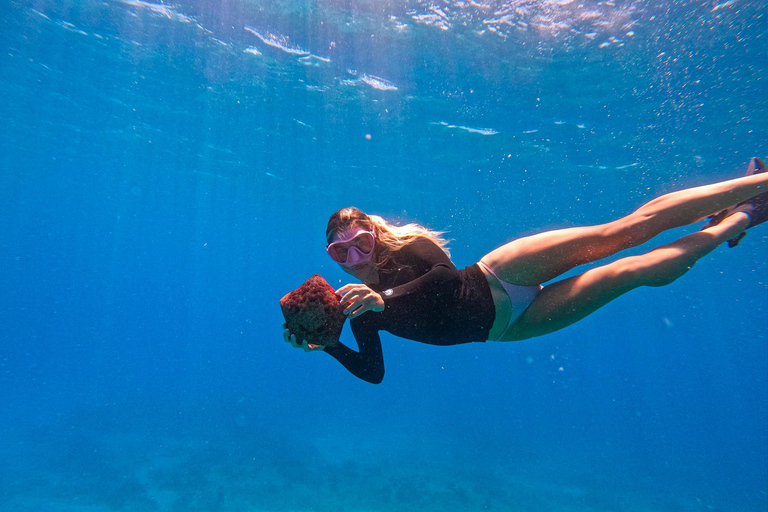 Waikiki : Visite en petit groupe du Turtle Canyon avec masque et tuba