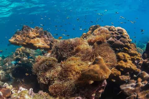 From Phuket: Phi Phi, Maya, Bamboo, & Maiton Island Day Trip
