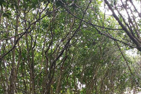 桑给巴尔：乌兹岛红树林皮划艇之旅，品尝热带水果私人导游服务（不含接送）