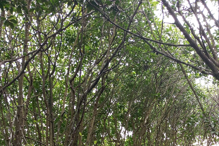 桑给巴尔：乌兹岛红树林皮划艇之旅，品尝热带水果私人导游服务（不含接送）