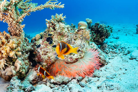Hurghada: Dive Experience for Beginners or Certified Divers Full-Day Scuba Diving for Certified Divers