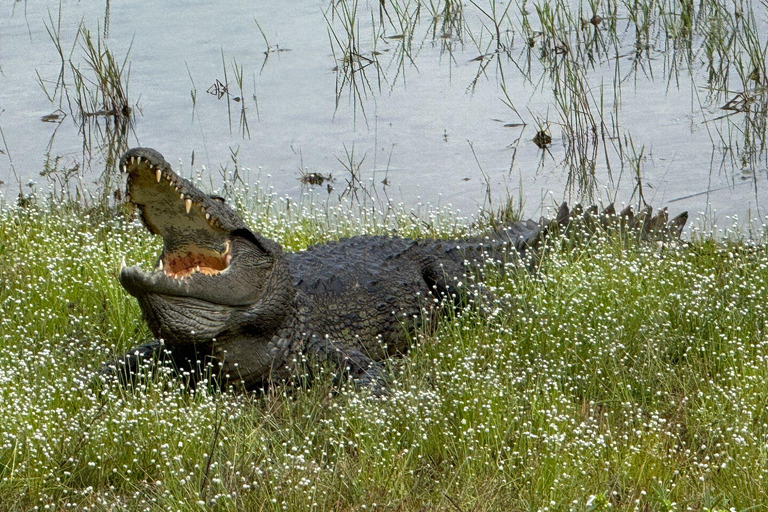 Anuradhapura: Wilpattu National Park Jeep Safari with Meals Excluding Entry Tickets