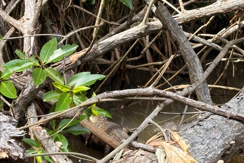 Bentota: River Boat Safari and Tuk-Tuk Ride with Pickup-Drop