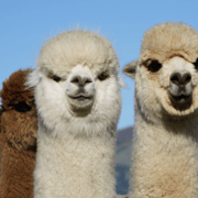 Canterbury: Shamarra Alpacas Farm Tour Canterbury: Shamarra Alpacas Farm Tour