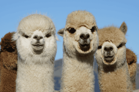 Canterbury: Shamarra Alpacas Farm Tour - Image 3