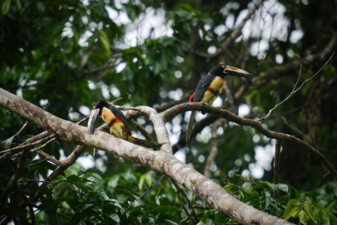 Tortuguero National Park: Jaguar Trail Day Walk Adventure