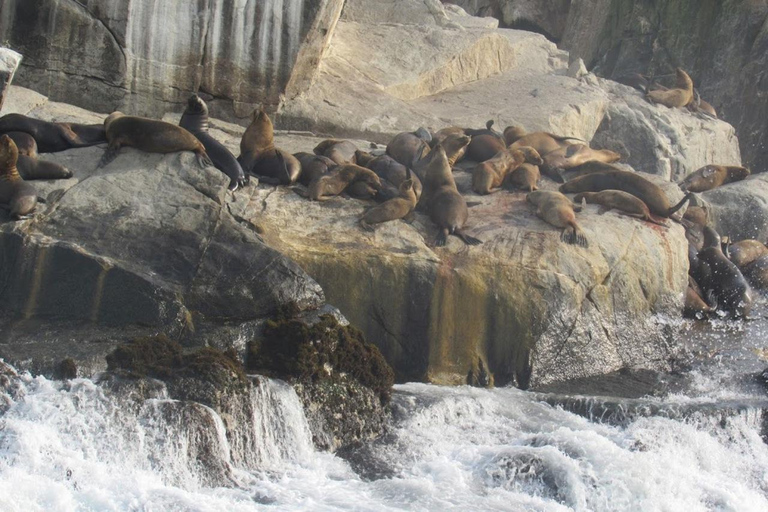 Lima: Palomino Island Marine Adventure Tour swimming with Sea Lions