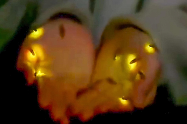 Bali: Magical Night Firefly Tour & Authentic Culture insight