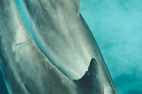 EXCURSIÓN PRIVADA CON DELFINES Y SNORKEL EN LA ISLA DE MNEMBA CON ALMUERZO