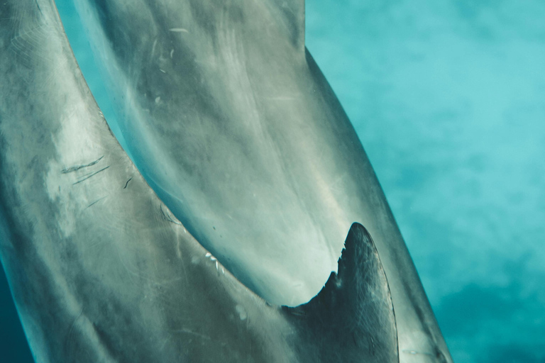 EXCURSIÓN PRIVADA CON DELFINES Y SNORKEL EN LA ISLA DE MNEMBA CON ALMUERZO